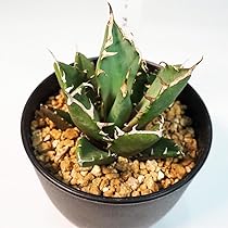 Amazon｜ITANSE アガベ 鬼爪(ゴーストクロウ) 3.5号 1個売り